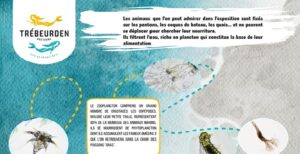 Lire la suite à propos de l’article Le plancton: Exposition sur la promenade de Tresmeur à Trébeurden