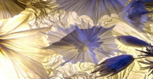 Lire la suite à propos de l’article L&rsquo;Origami: Quand l&rsquo;Art se plie à la Science