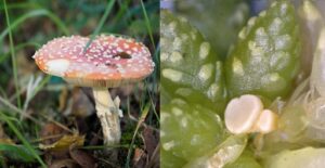 Lire la suite à propos de l’article La réserve naturelle de Plounérin: Trésors mycologiques